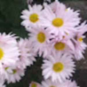 Meet your Posher, Antonia